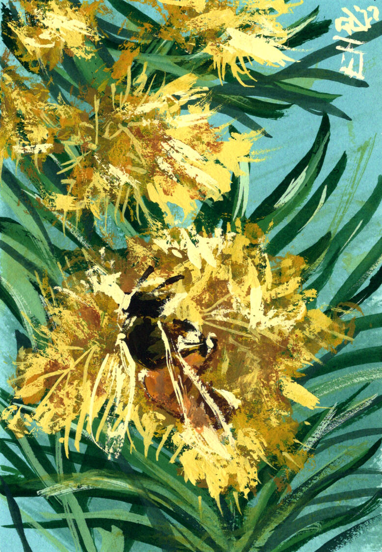 Wattle Bee