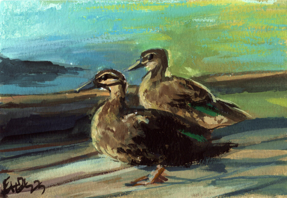 Pacific Black Ducks