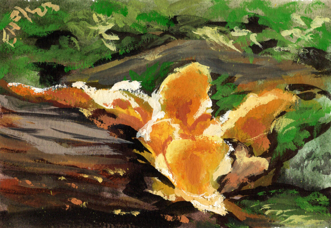 Orange Fan Mushrooms