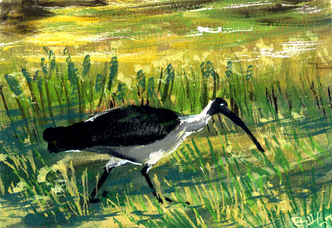 Straw-Necked Ibis