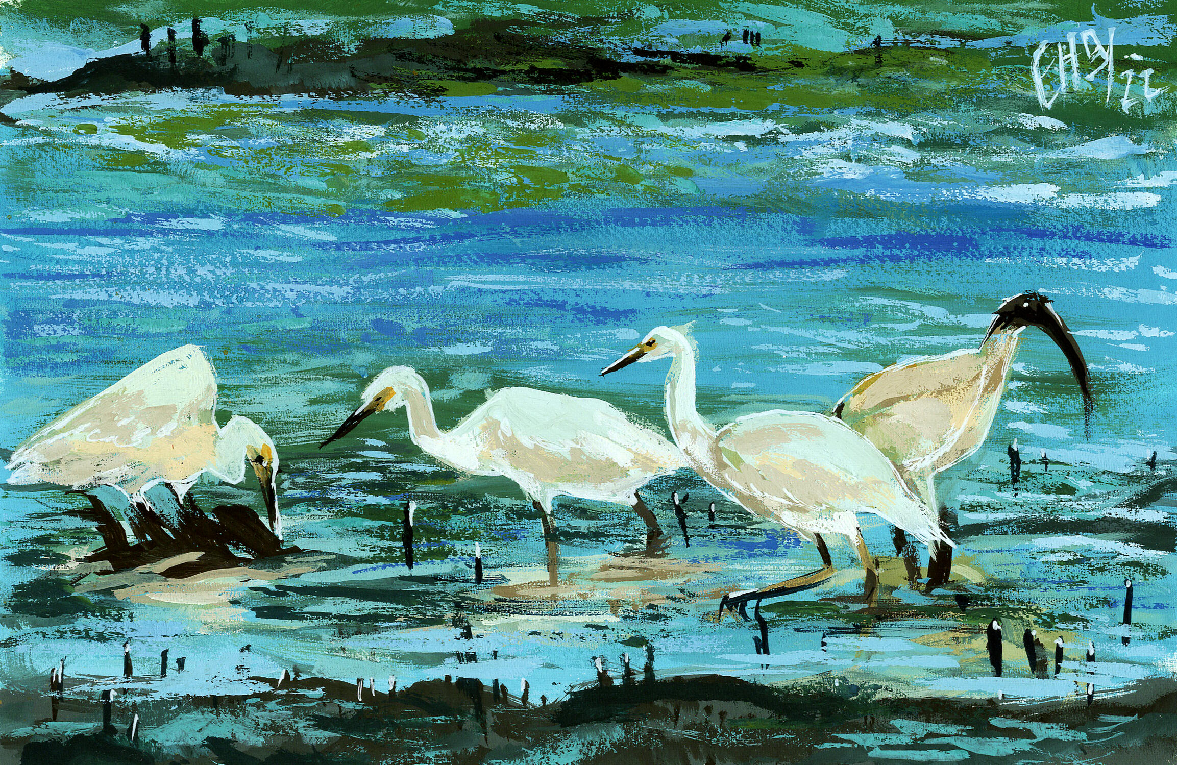 Egrets Forraging