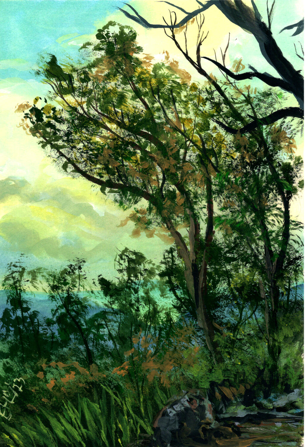 Binna Burra Hinterlands