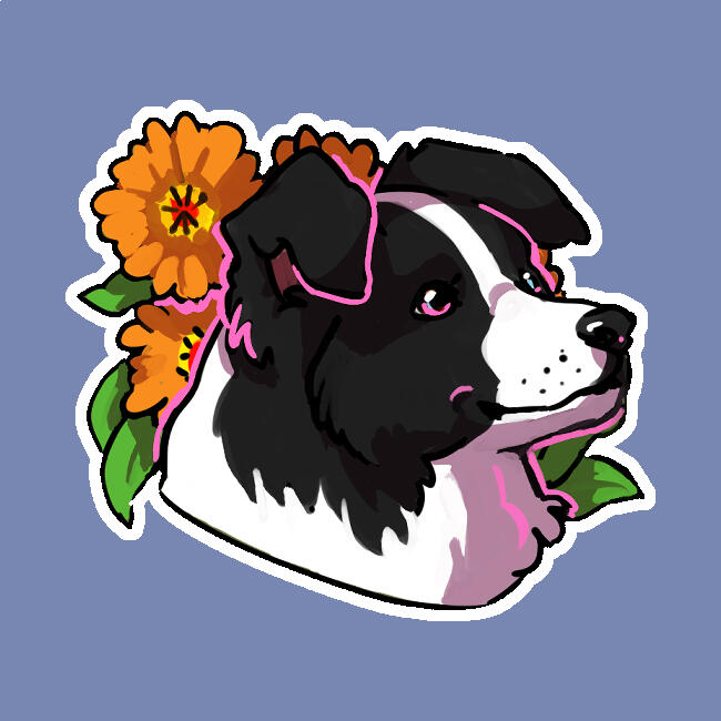 Border Collie